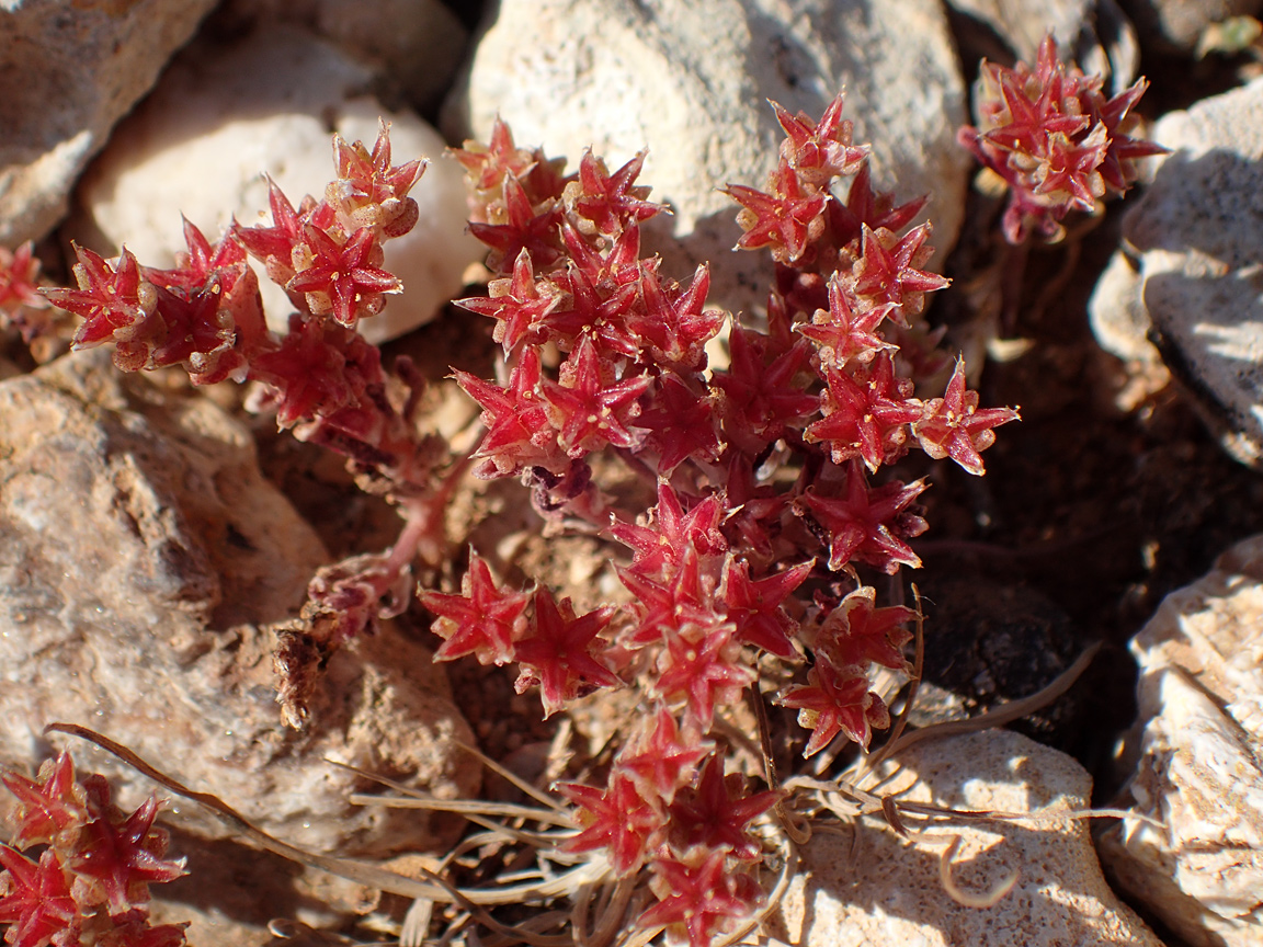 Image of Sedum litoreum specimen.