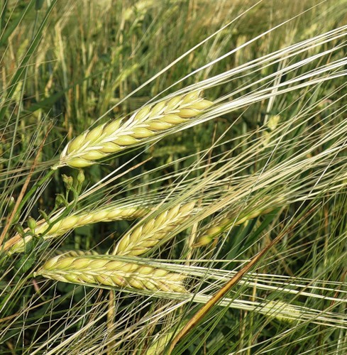 Image of Hordeum distichon specimen.