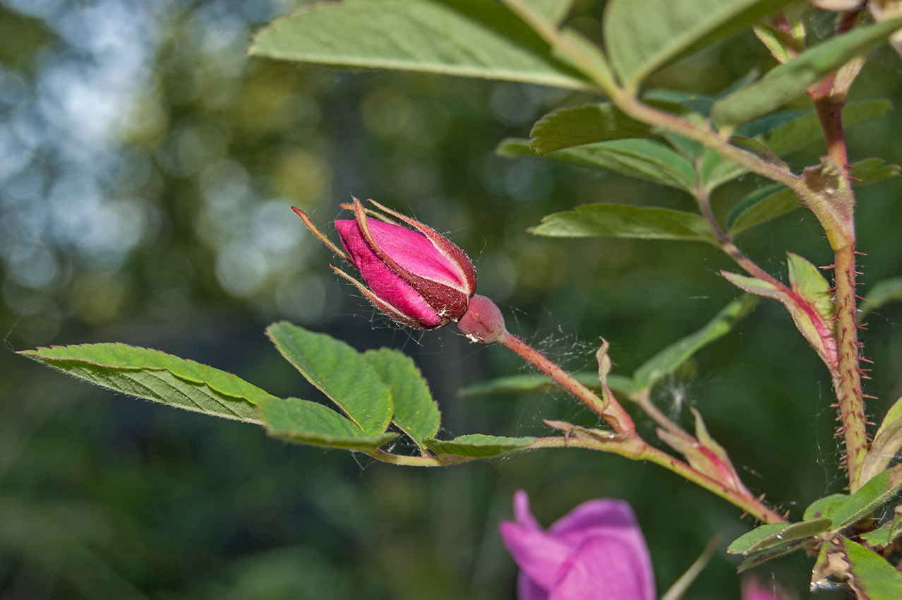 Изображение особи Rosa acicularis.