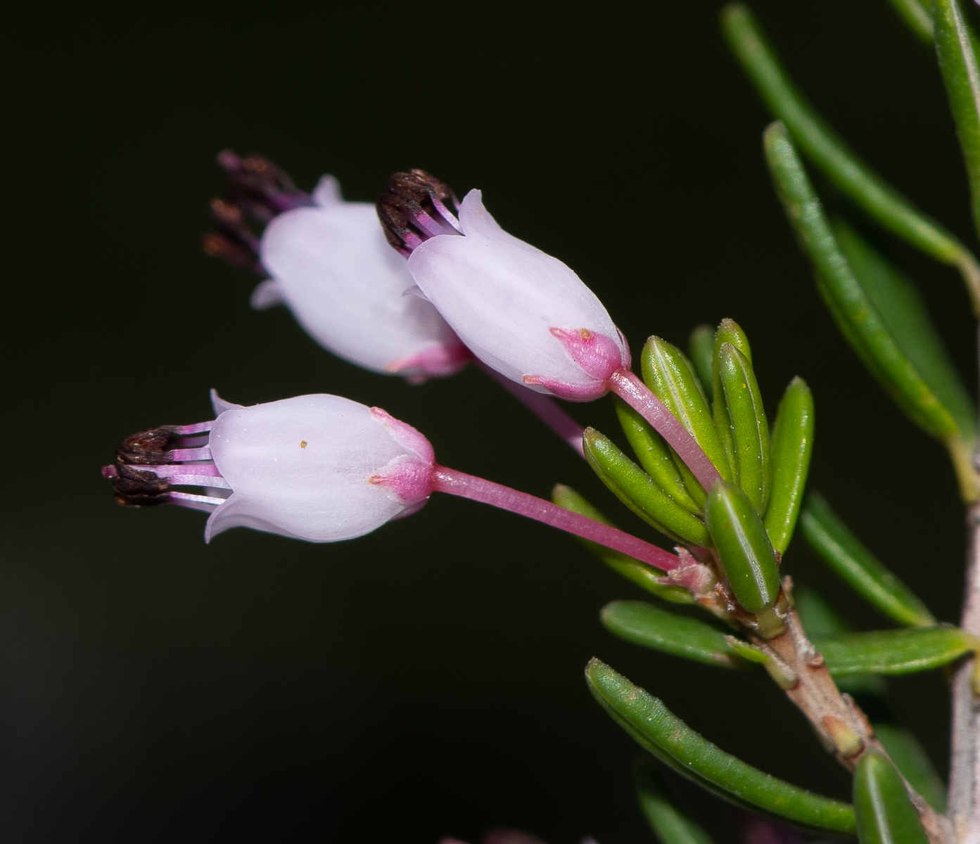 Изображение особи Erica multiflora.