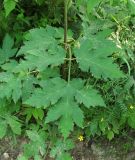 Heracleum sibiricum