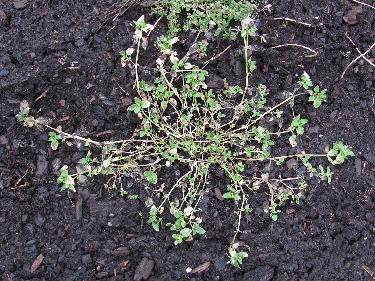 Image of Stellaria media specimen.