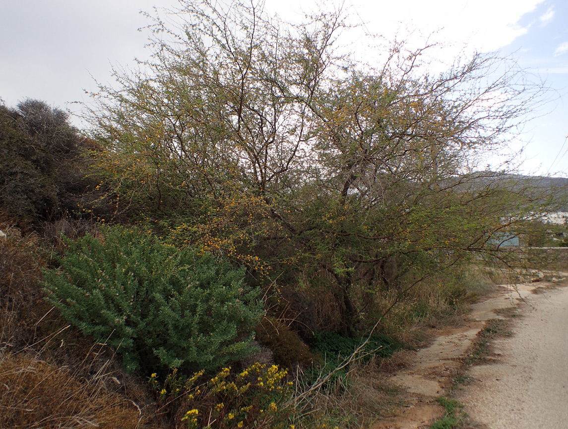 Image of Vachellia farnesiana specimen.