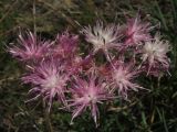 Jurinea stoechadifolia