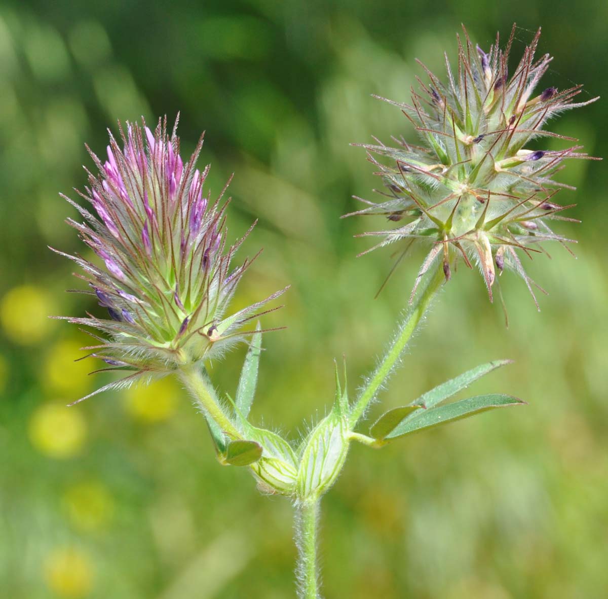 Image of Trifolium dasyurum specimen.