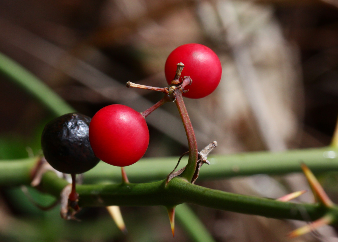 Image of Smilax excelsa specimen.