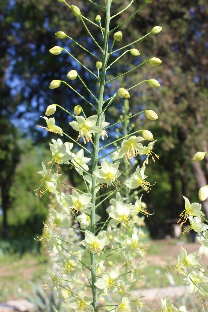 Изображение особи Eremurus suworowii.