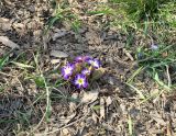 genus Primula. Цветущее растение. Москва, природно-ландшафтный парк \"Зарядье\", в культуре. 21.04.2019.
