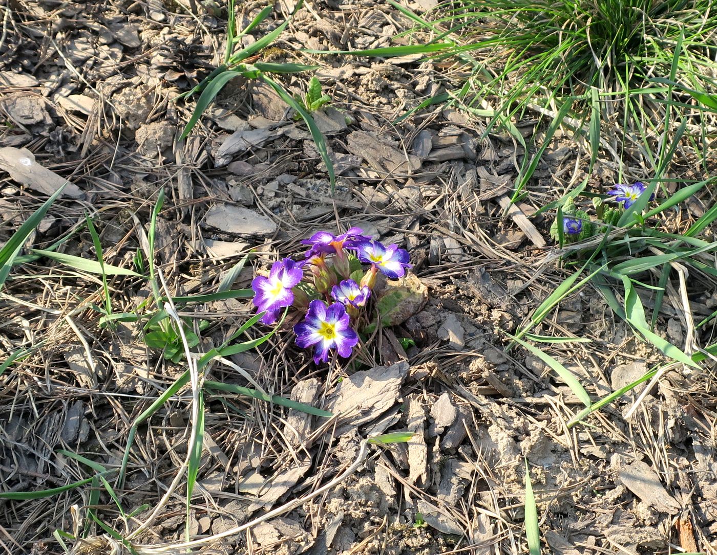 Image of genus Primula specimen.