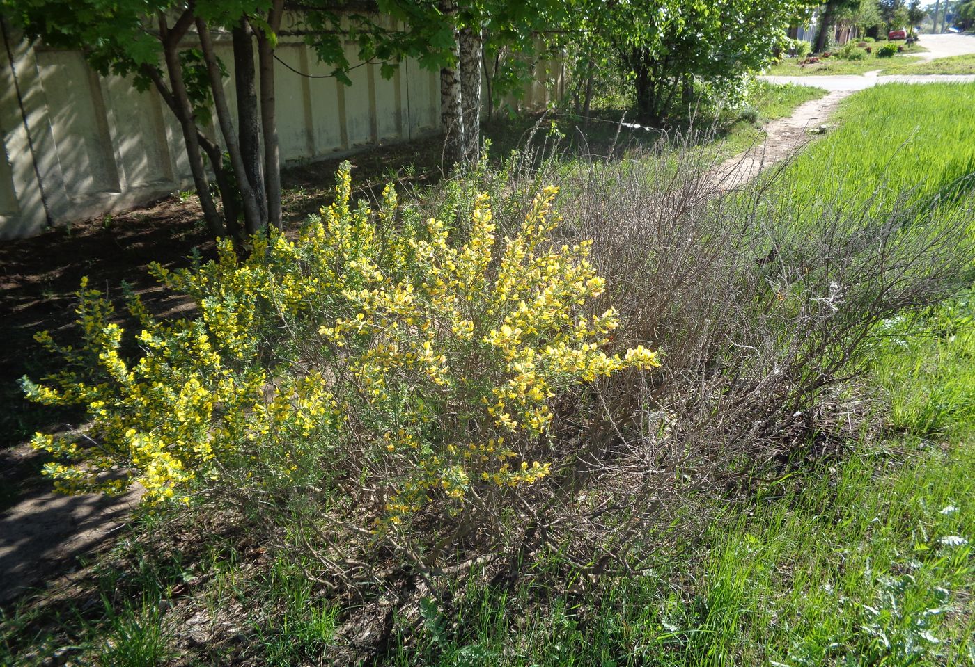 Изображение особи Chamaecytisus ruthenicus.