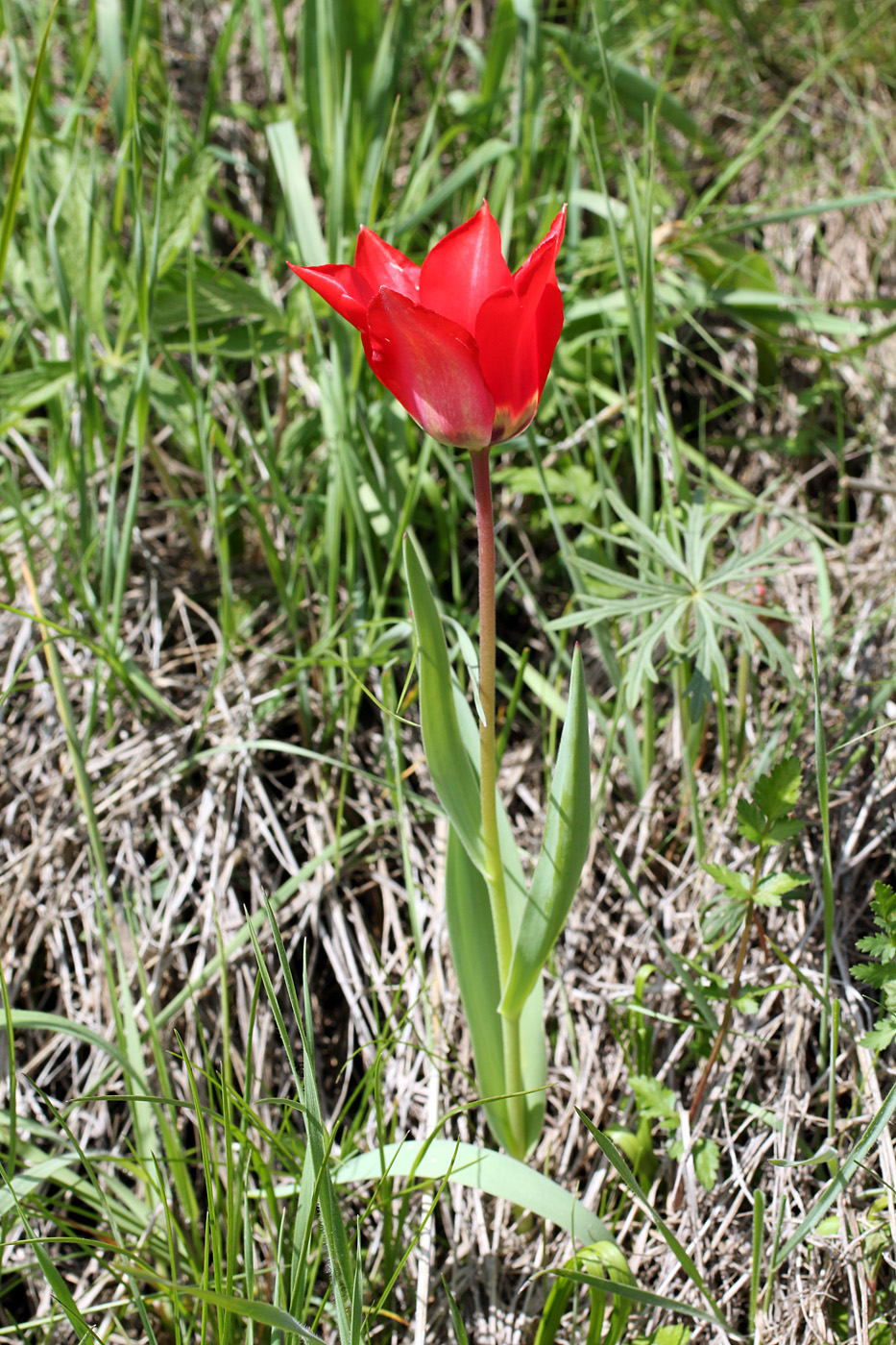 Image of Tulipa affinis specimen.