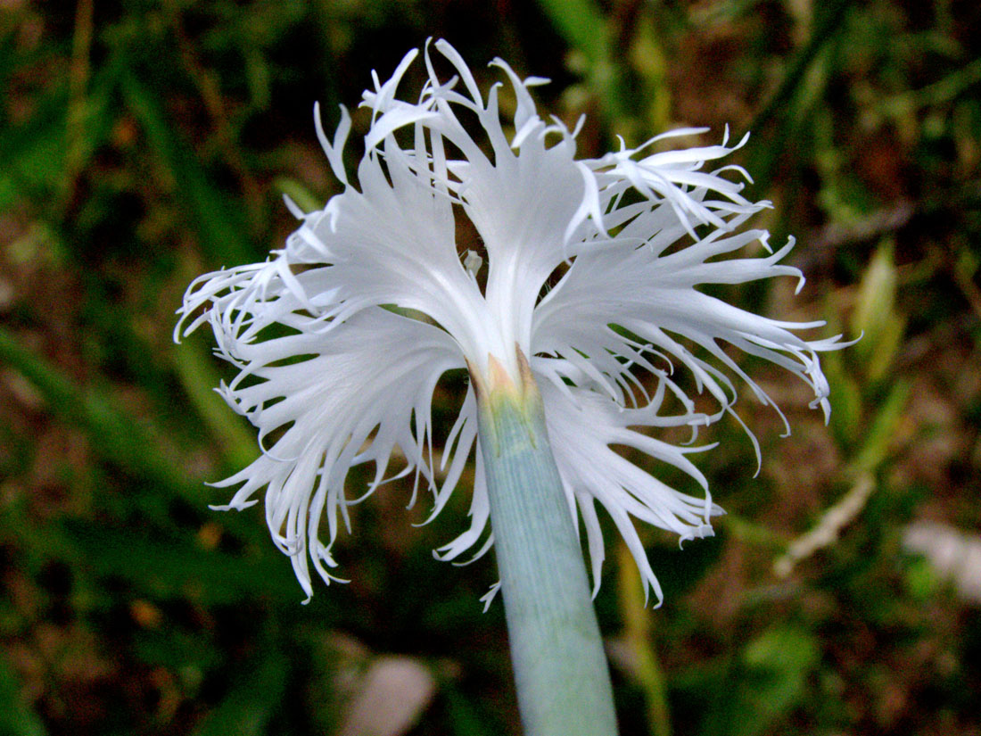 Изображение особи Dianthus hoeltzeri.