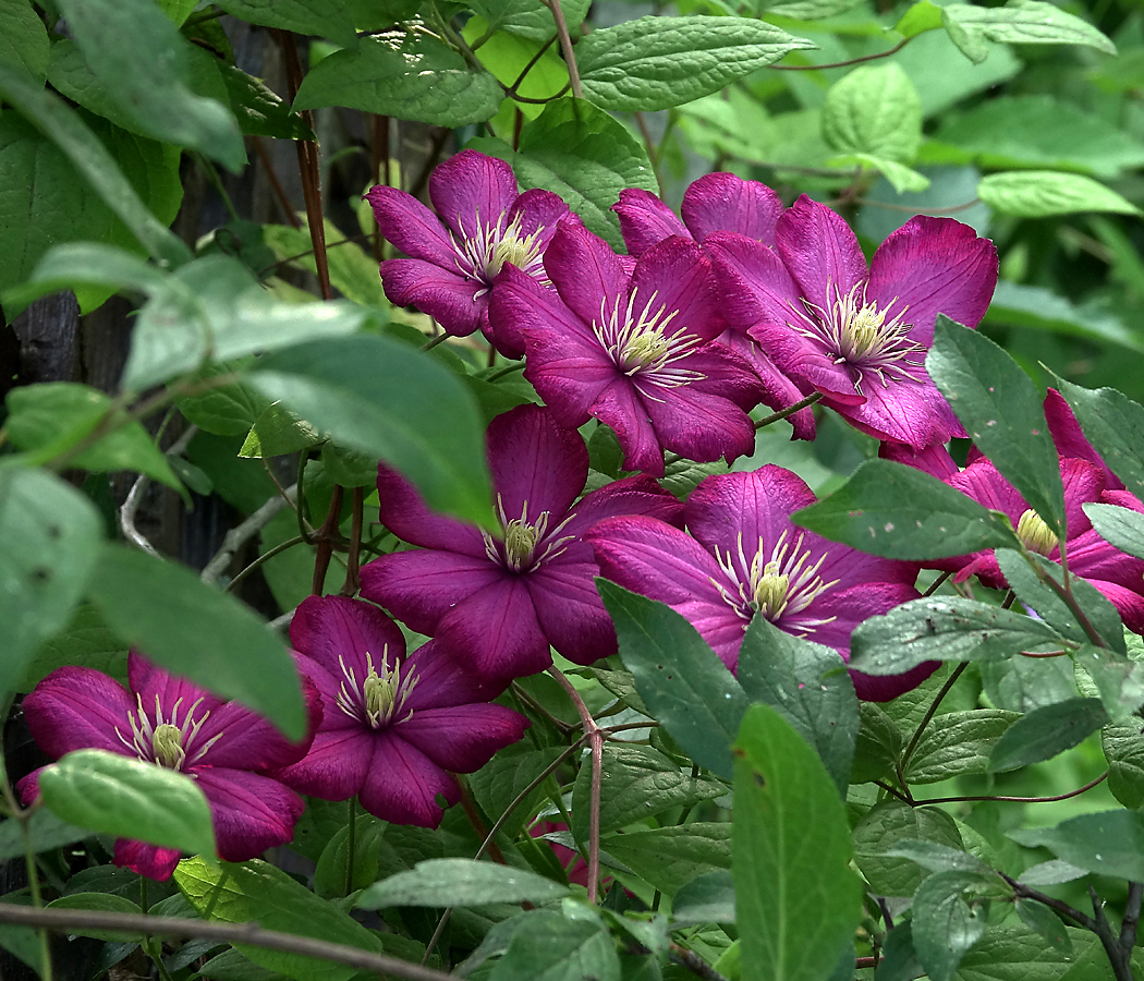 Изображение особи Clematis &times; jackmanii.