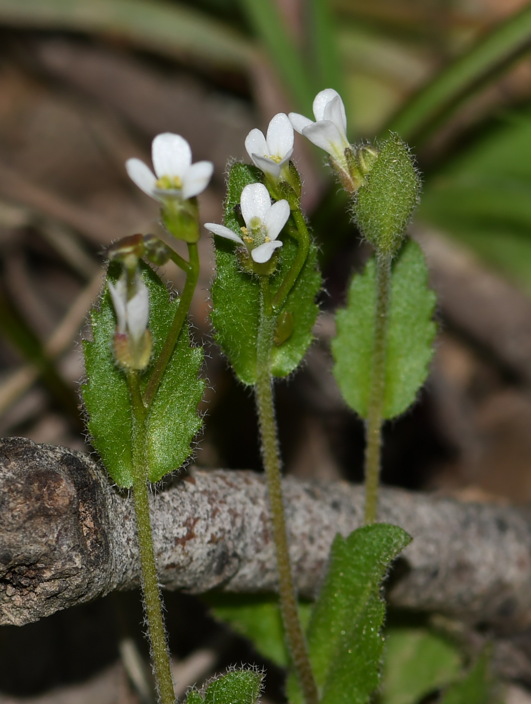 Image of Arabis aucheri specimen.