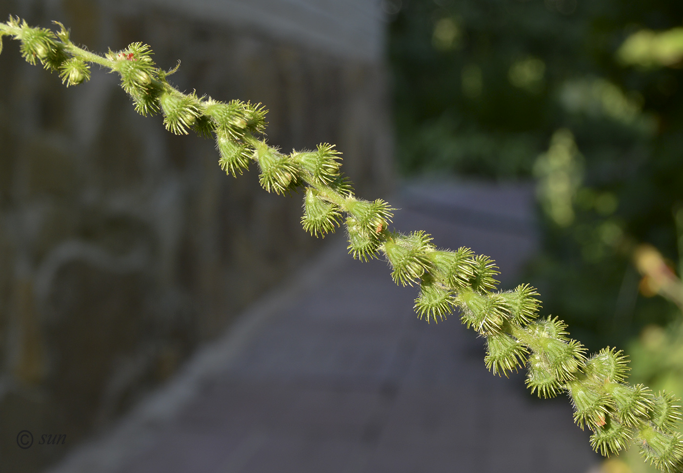 Изображение особи Agrimonia eupatoria.