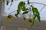 Clematis serratifolia