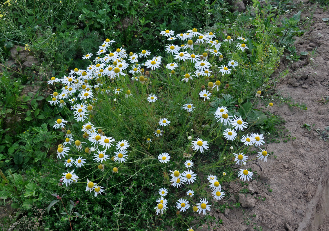 Изображение особи Tripleurospermum inodorum.