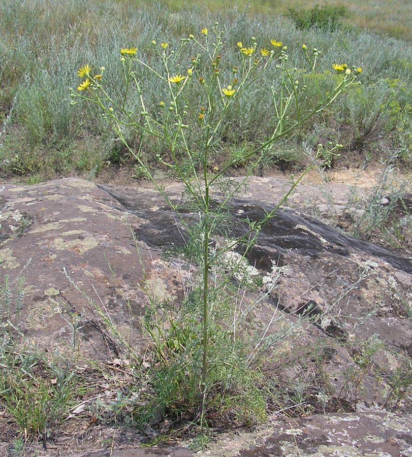 Image of Senecio borysthenicus specimen.