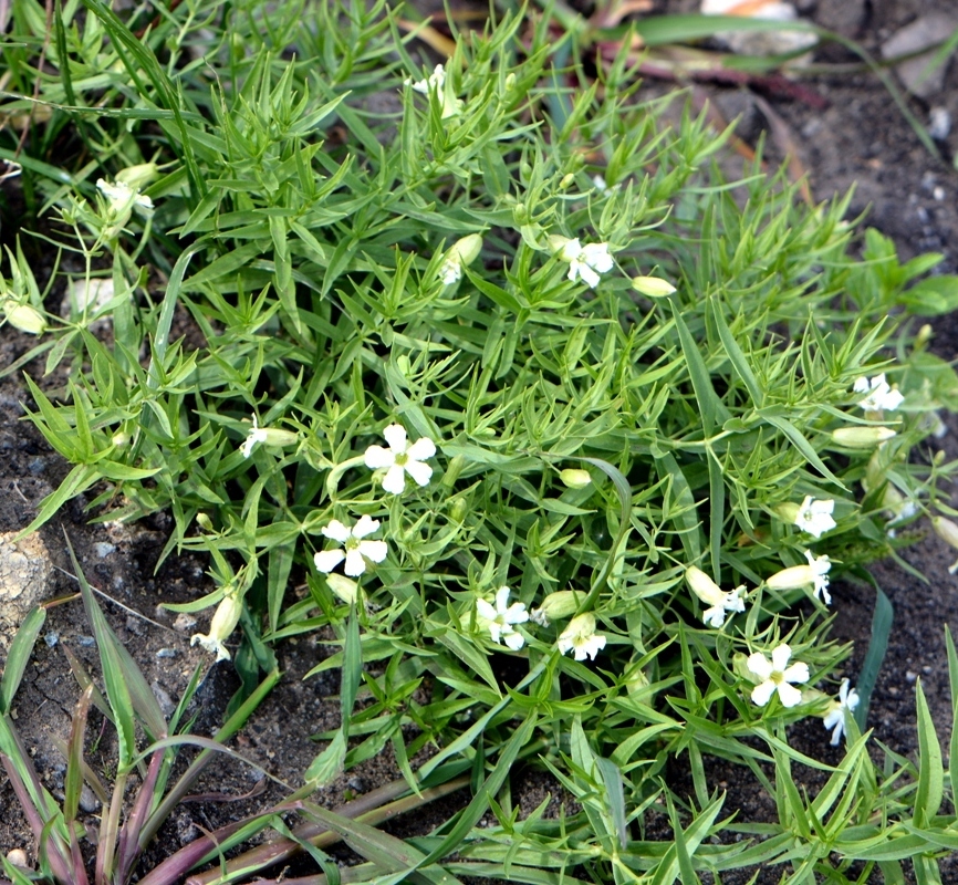 Image of Oberna procumbens specimen.