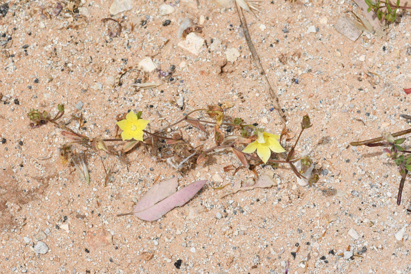 Изображение особи Campanula sulphurea.