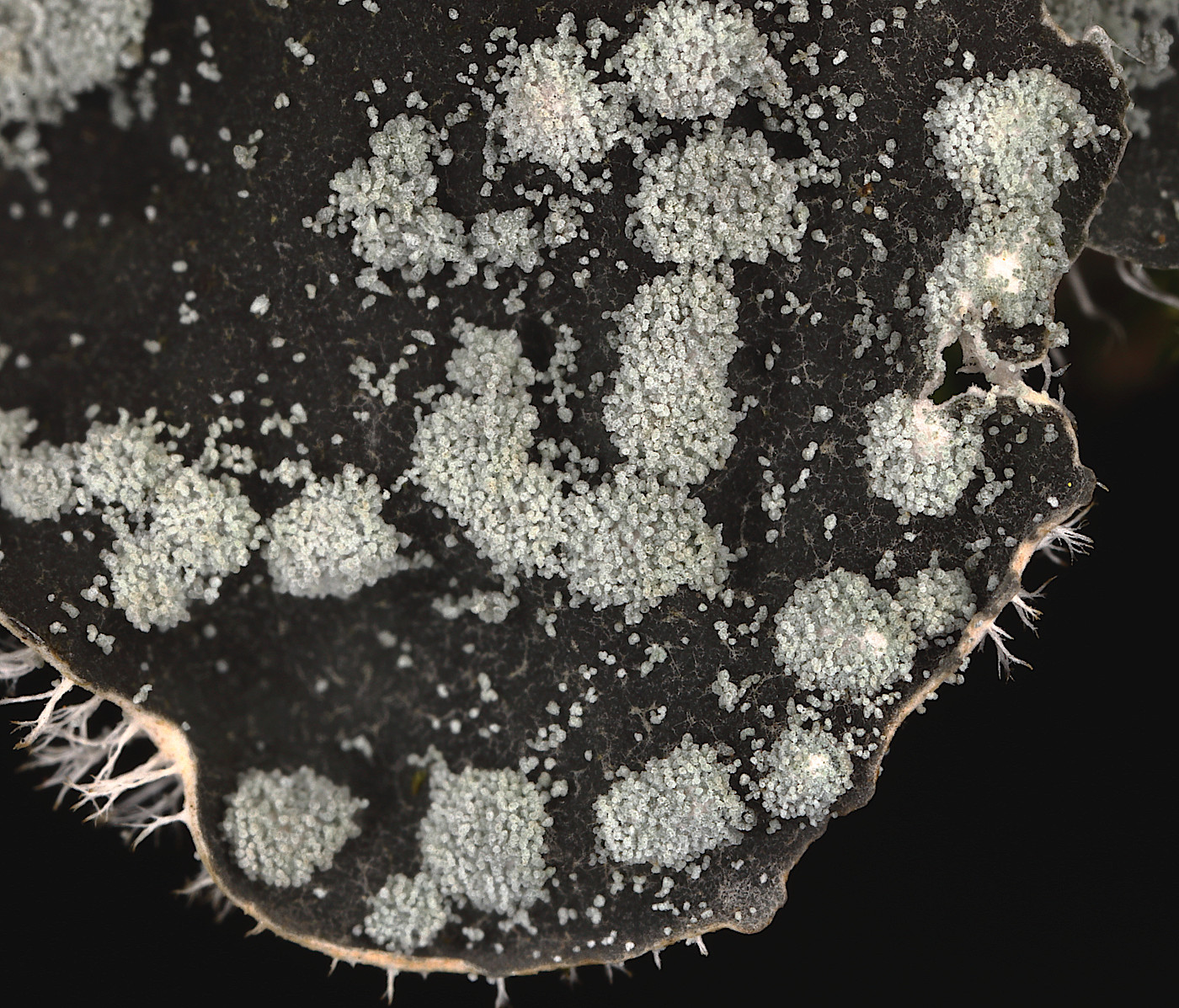 Image of Peltigera didactyla specimen.