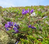 Oxytropis revoluta. Цветущие растения. Берингово море, Карагинский зал., о. Верхотурова, тундра. 17.06.2019.