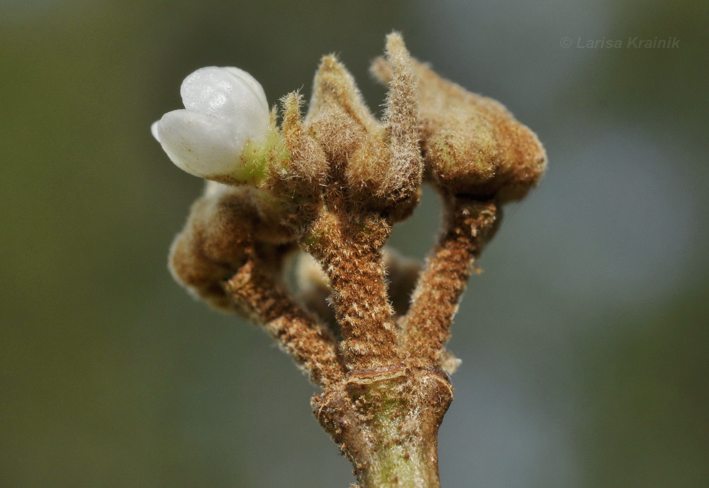Image of Viburnum burejaeticum specimen.