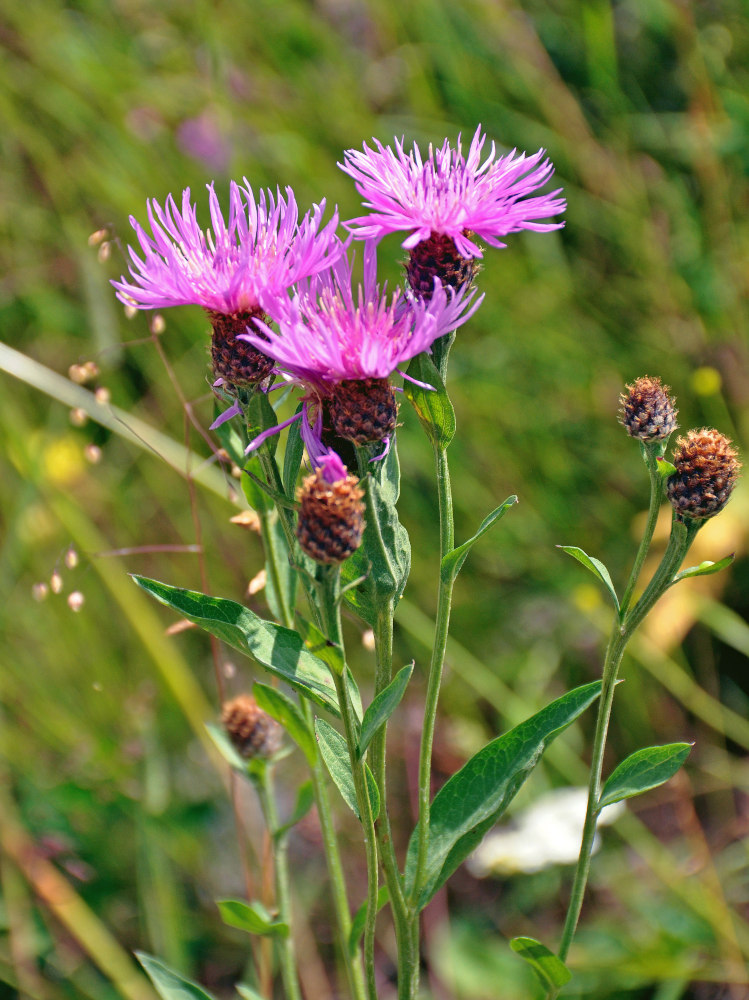 Изображение особи род Centaurea.