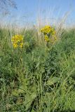 Ligularia songarica