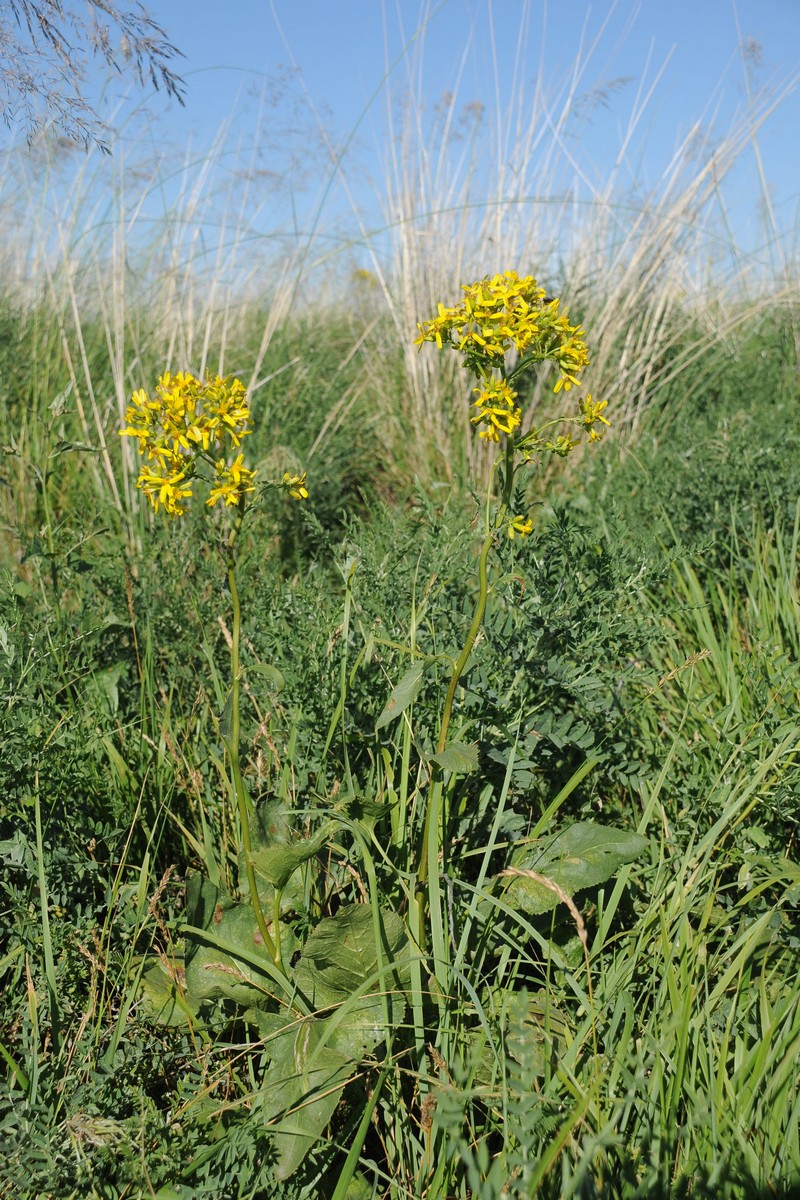 Image of Ligularia songarica specimen.