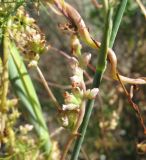 Cuscuta monogyna