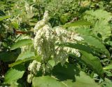 Reynoutria sachalinensis. Верхушка плодоносящего растения. Сахалинская обл., Холмский р-н, перегон 77 км - Николайчук, около ж.-д. насыпи. 13.08.2019.