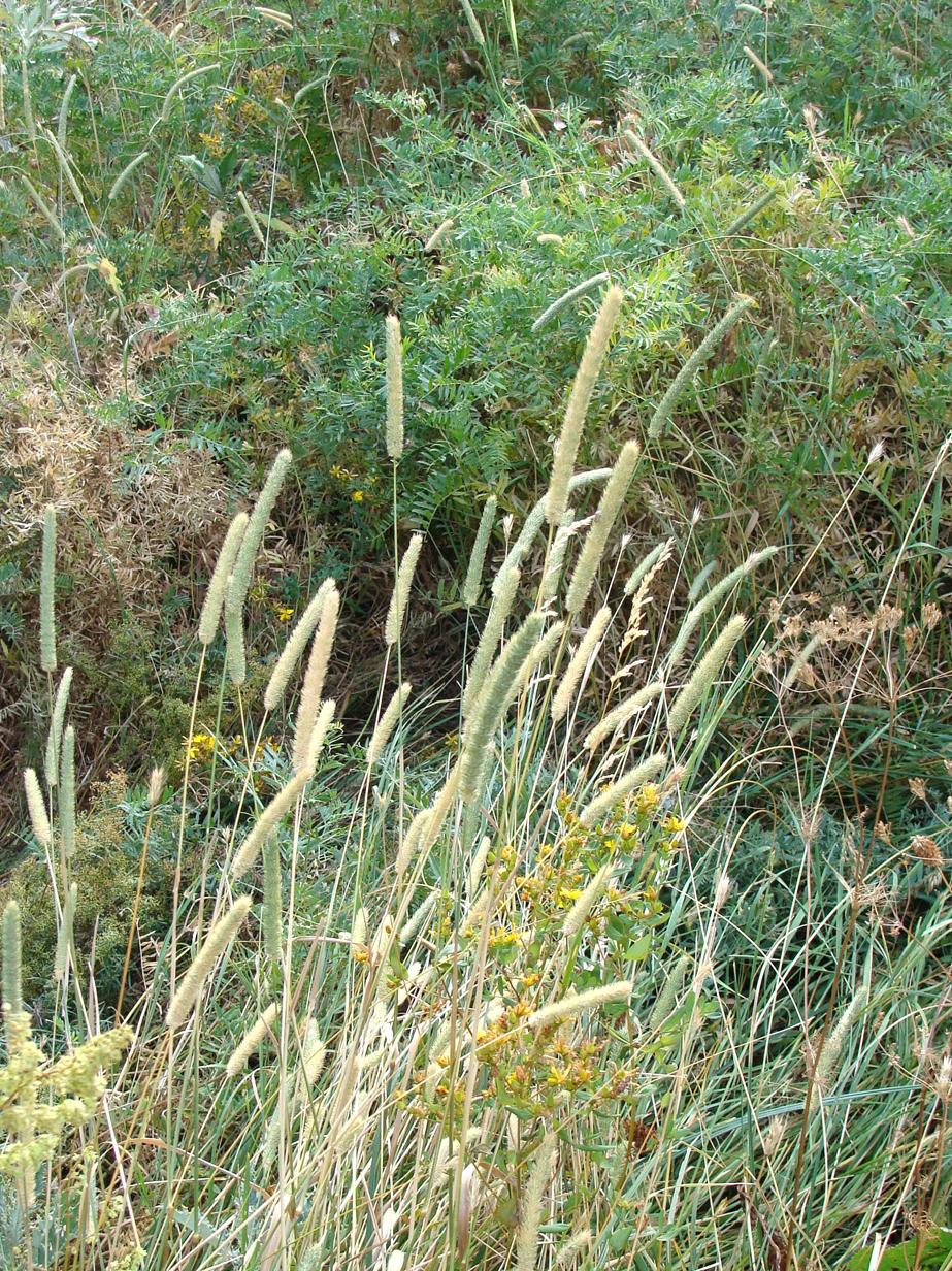 Image of genus Phleum specimen.