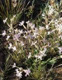 Silene quadriloba