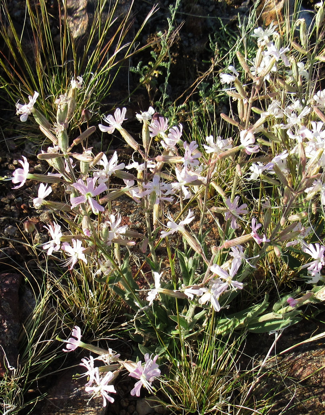 Image of Silene quadriloba specimen.