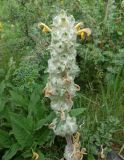 Phlomoides speciosa. Соплодие с последними засыхающими цветками. Кыргызстан, Иссык-Кульская обл., Семёновское ущелье, разнотравный луг на въезде. 01.06.2019.