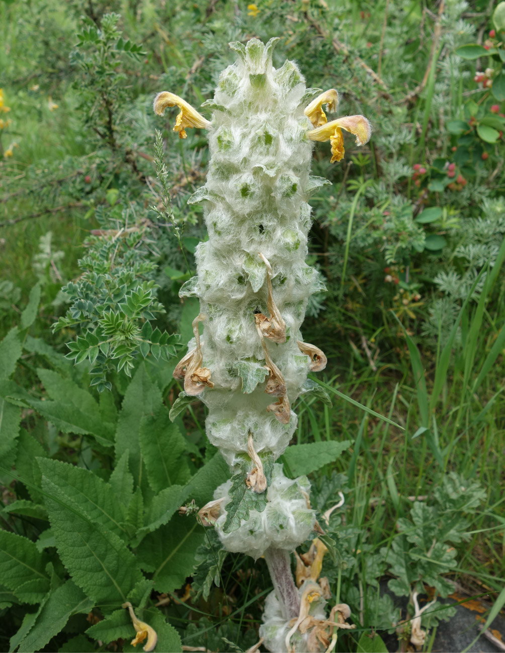 Изображение особи Phlomoides speciosa.