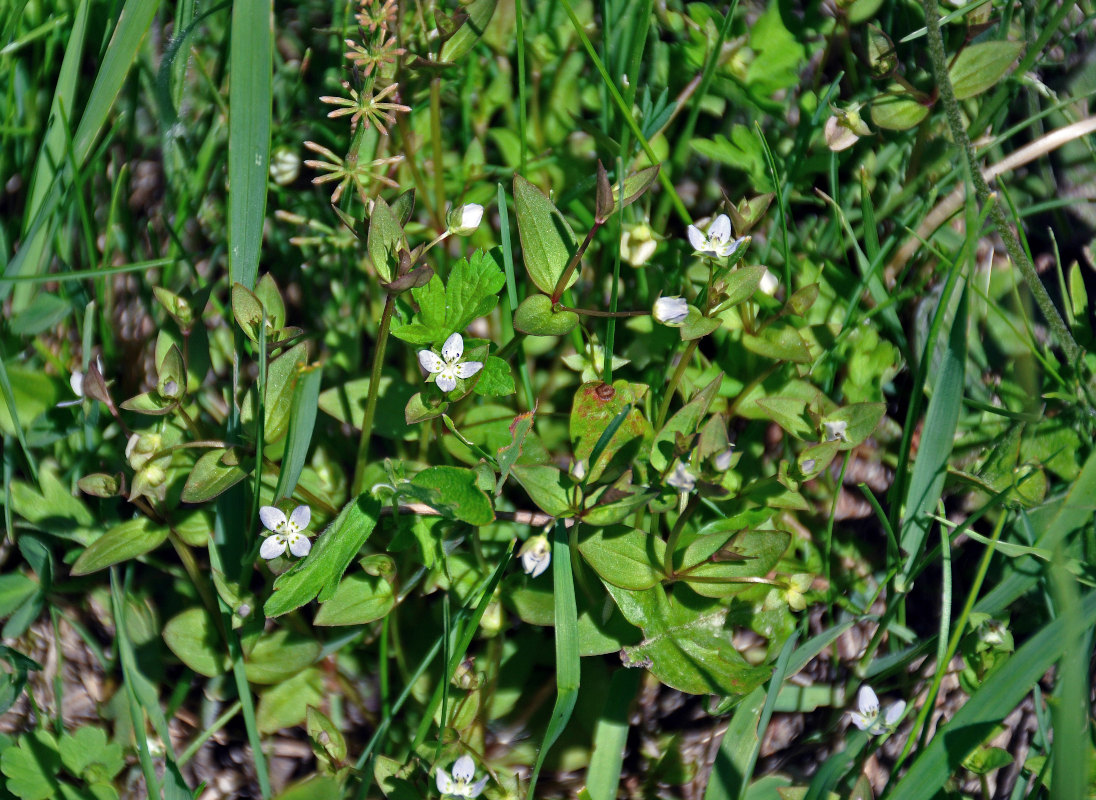 Image of Anagallidium dichotomum specimen.