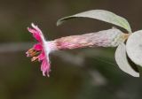 Barnadesia dombeyana