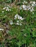 Cardamine pratensis. Цветущие растения. Новгородская обл., Старая Русса, курортный парк, сырой луг. 11.05.2019.