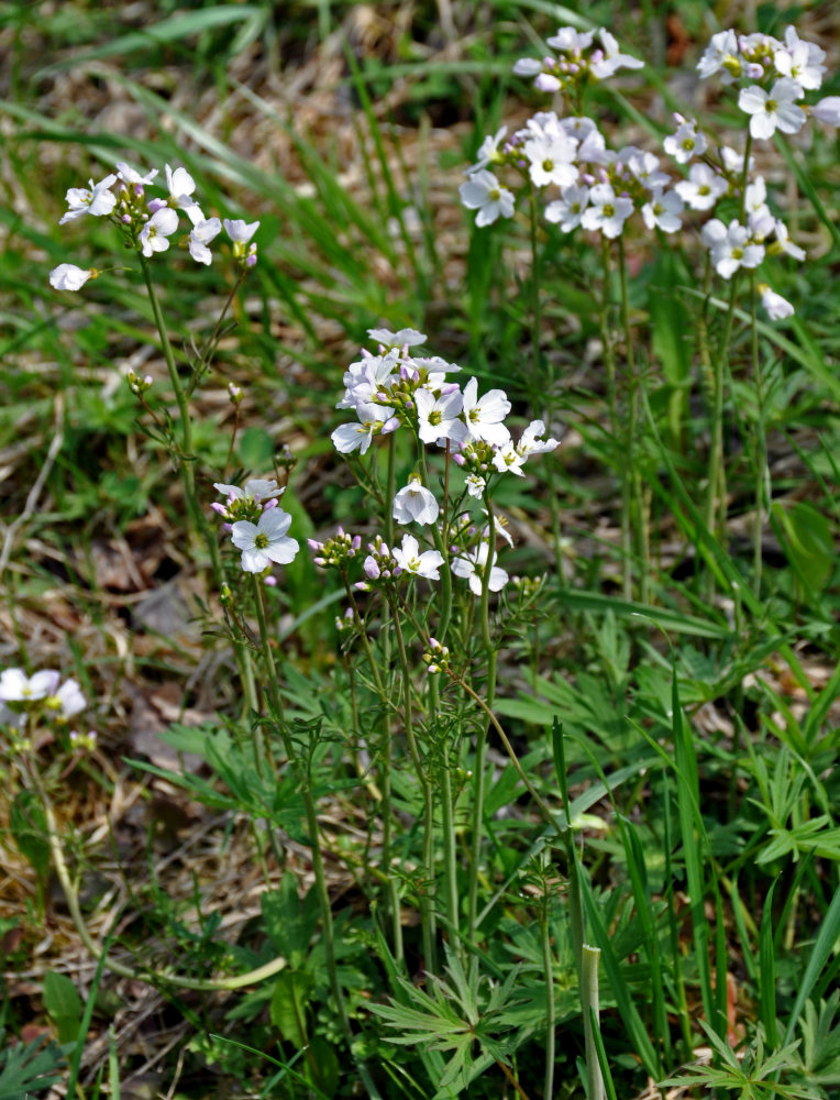 Изображение особи Cardamine pratensis.