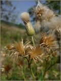 Cirsium setosum