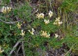 Astragalus albicaulis. Верхушки цветущих растений. Воронежская обл., Лискинский р-н, музей-заповедник \"Дивногорье\", меловой склон. 01.06.2019.