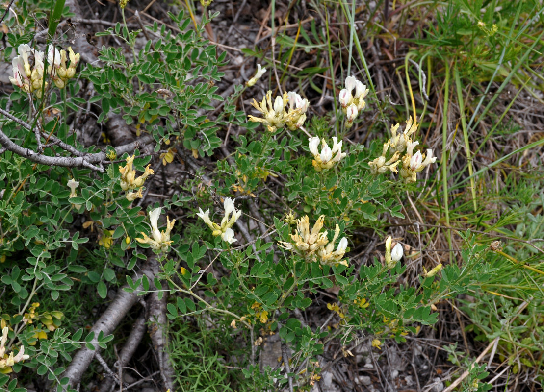 Image of Astragalus albicaulis specimen.