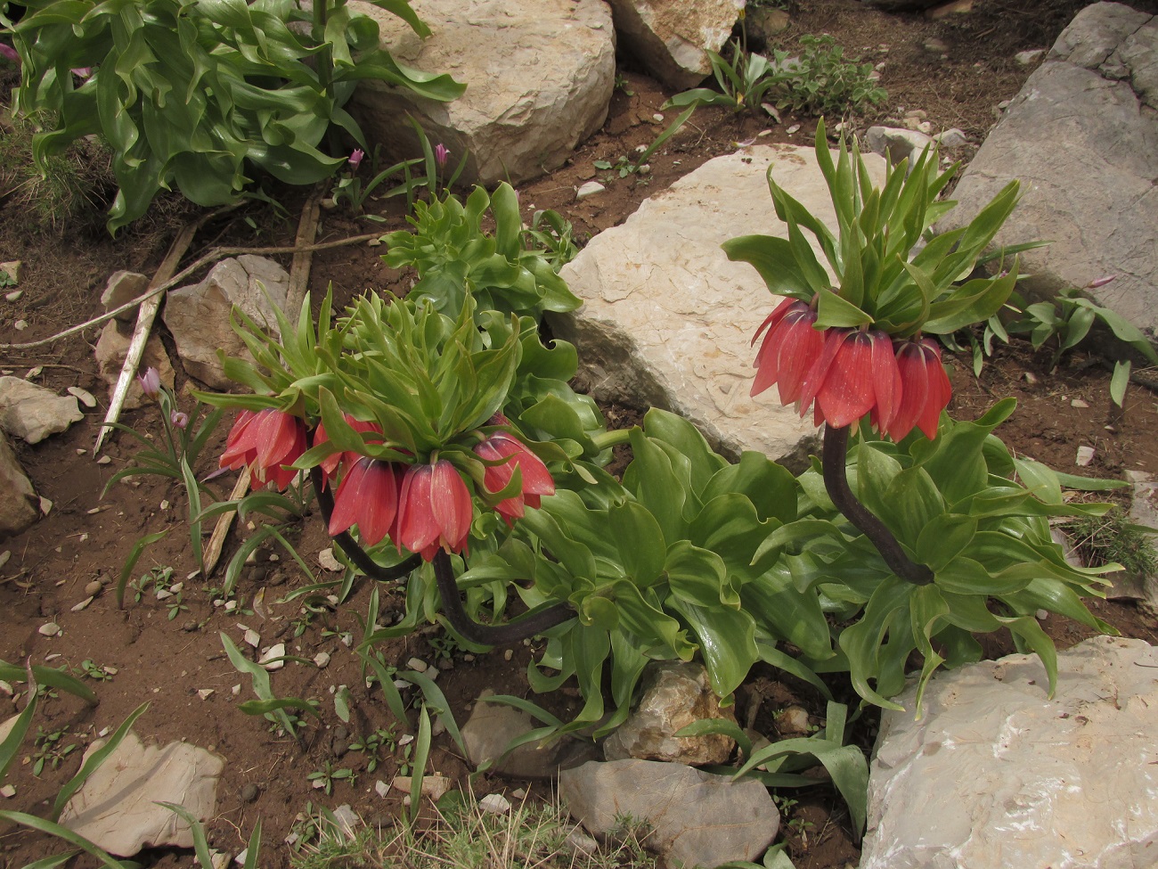 Изображение особи Fritillaria imperialis.