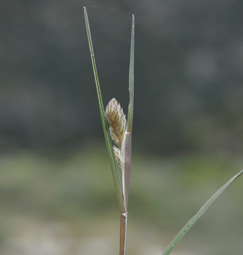 Изображение особи Dactylis hispanica.