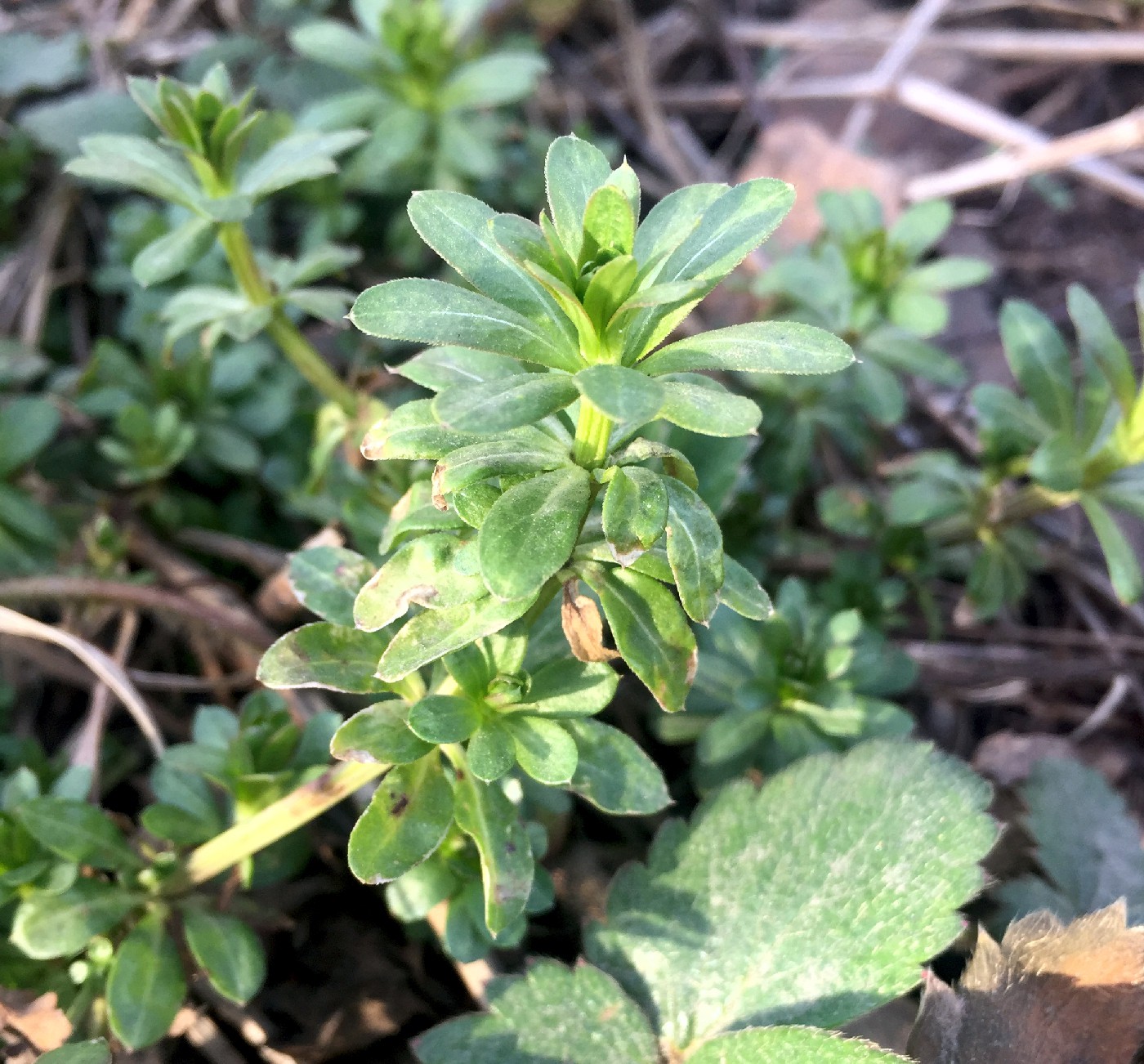 Image of genus Galium specimen.