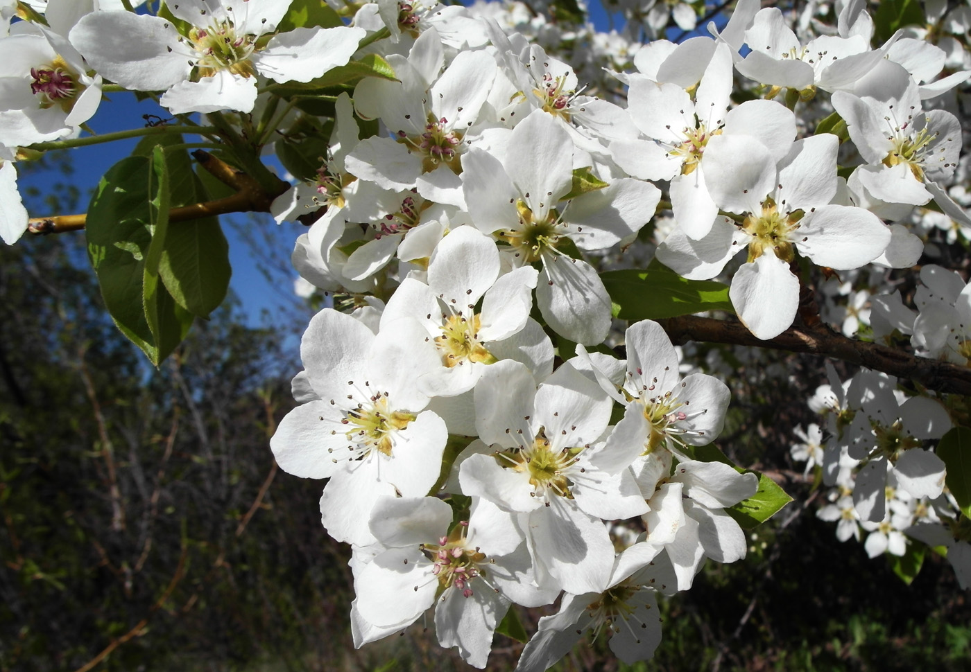 Изображение особи Pyrus communis.