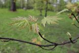 Acer saccharinum