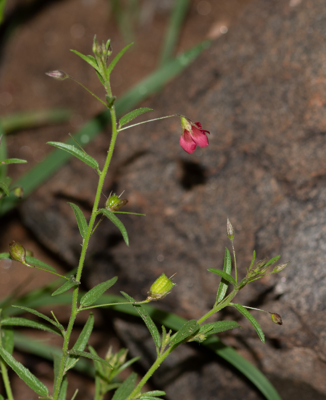 Image of Hermannia modesta specimen.